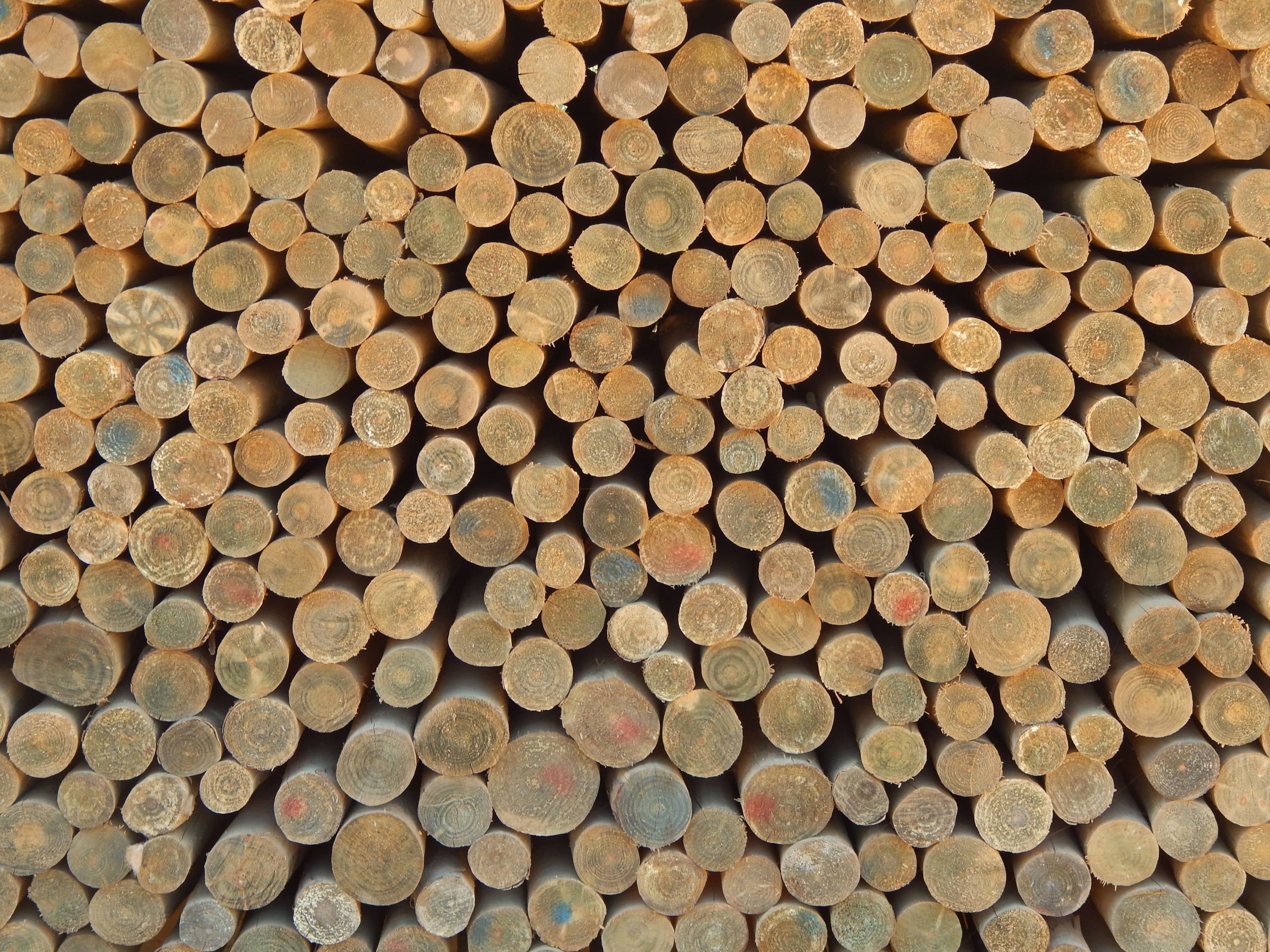bosque