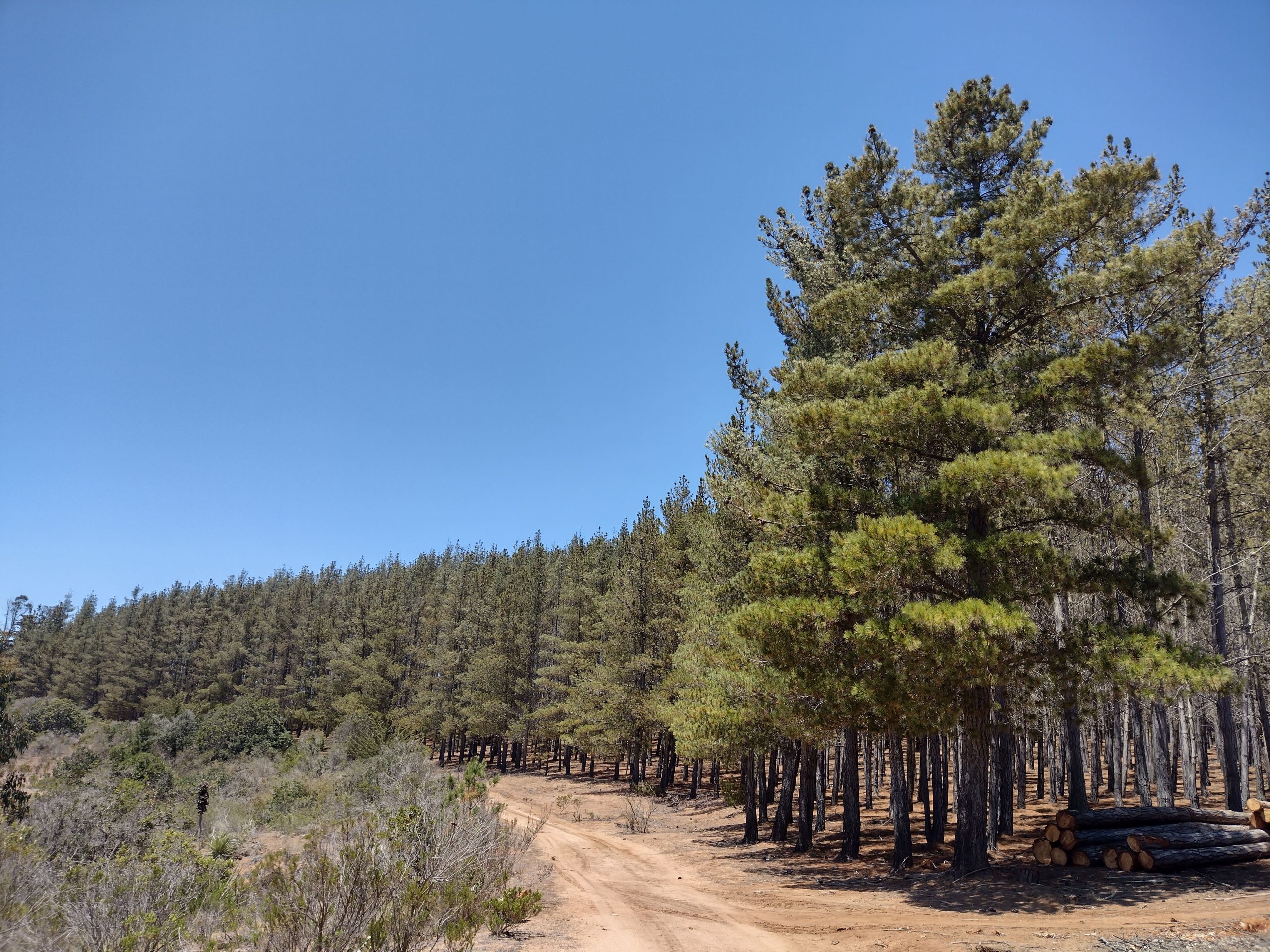 madera